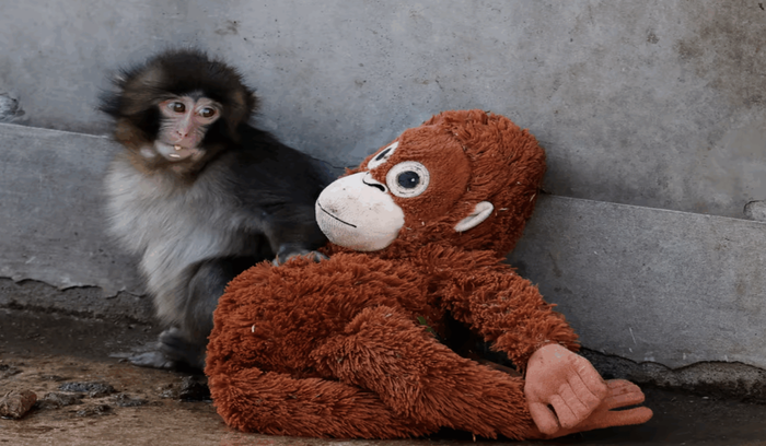 Cómo un peluche de IKEA se convirtió en una lección global de Branding Emocional